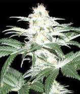 Delicious Seeds Critical Sensi Star