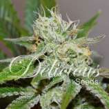 Delicious Seeds Original Juan Herrer