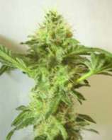 Deluxe Seeds Fat Zamal