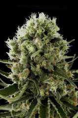 Dinafem Critical Jack