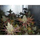 Dispensario Seeds Eter Express