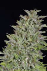 Don Avalanche Seeds Don Wedding Cake