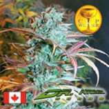 Dr. Atomic Seeds Atomic NL