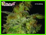 Dr. Krippling Seeds Incredible Bulk Auto