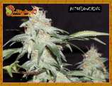 Dr. Krippling Seeds Pickled Diesel