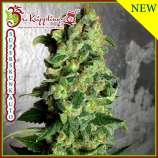 Dr. Krippling Seeds Super Skunk Auto