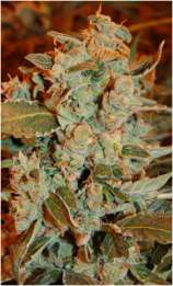 Dready Seeds Dready Skunk