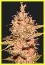 DutchBreed Master Chronic