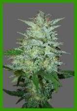 DutchBreed White Wash