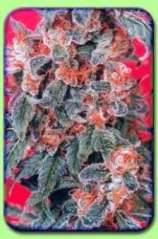 Dutch Passion Orange Bud