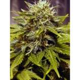 Dutch Quality Seeds Auto Giant