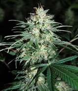 Dutch Quality Seeds Dark Widow