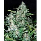 Dutch Quality Seeds Katyusha