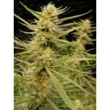 Dutch Quality Seeds Super Silver Haze for Critical+