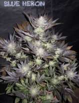 Dynasty Seeds Blue Heron