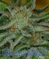 Dynasty Seeds Huckleberry Kush 2012