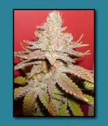 East Coast Farmers Genetics Nuclear Winter