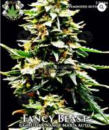 Eazy Daze Cultivators Fancy Beast