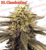 El Clandestino Skunk 44