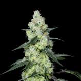 Elev8 Seeds Lemon Dosi