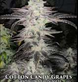 Envy Genetics Cotton Candy Grapes