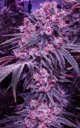 Ethos Genetics Citral Flo