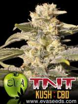 Eva Female Seeds TNT Kush CBD