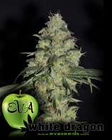 Eva Female Seeds White Dragon