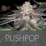 Exclusive Seeds Pushpop