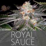 Exclusive Seeds Royal Sauce