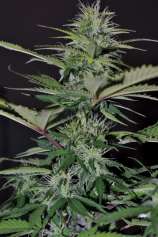 Exclusive Seeds Bank Auto Bilberry