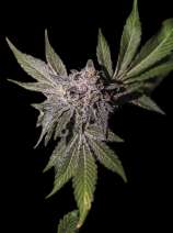 Exclusive Seeds Bank Limon Haze