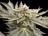 Exclusive Seeds Bank Nicol Haze