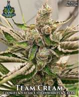Team Cream