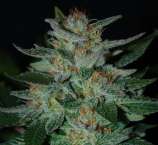 Expert Seeds Blue Cheese