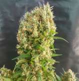 Expert Seeds Chemdog Gorilla