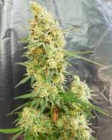 Expert Seeds Gorilla Banana