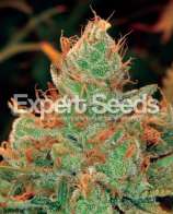 Expert Seeds Gorrila Glue #4 x Lilly