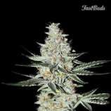 Fast Buds Company Californian Snow