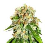 Fatbush Seeds C99