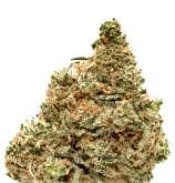 Fatbush Seeds Jamaica Special