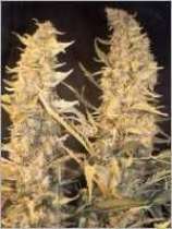 Female Seeds Skunk Special