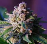 Field Marshall Seeds Collective Lady Berry Kush