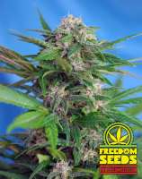 Freedom Seeds Big Easy Auto