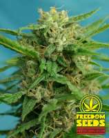 Freedom Seeds Smokey Bear Auto