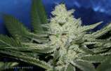 Gage Green Genetics Cherry Puff