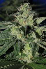 Gage Green Genetics Grateful Chem