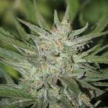 Ganja Rebel Seeds Blue Dream BX