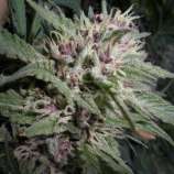 Ganja Rebel Seeds Blueberry Muffin F3