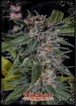 GeneSeeds Bank Fast Shark